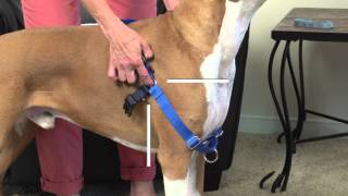 How to Fit and Use the PetSafe® Easy Walk® Harness [upl. by Pell]