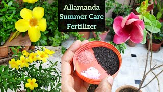 Permanent flowering plant Allamanda care n flowering fertilizer Allamanda की बेल पूरी जानकारी [upl. by Gnoc]