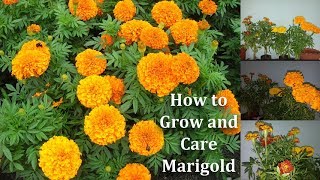 How to Grow and Care Marigold Flowers amp Marigold More Blooming TipsGREEN PLANTS [upl. by Cela]