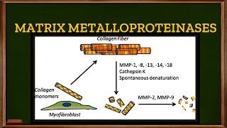 L213 Tertiary or Gelatinase granules in Neutrophils Matrix Metalloproteinases [upl. by Shaun]