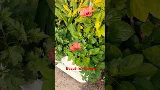 Beautiful Flowers shortssong [upl. by Danyette]