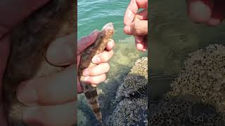 BABY FLAT HEAD x CATCH AND RELEASE kftvtoconnectandentertain itsmorefuninfishing [upl. by Nirtiac]