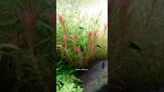 Plants waking up my Rotala exhibiting nyctinasty leaves moving between day amp night [upl. by Baal644]