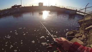 Bass fishing Firebaugh CA [upl. by Ebarta]