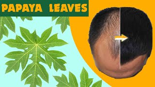 22 Incredible Health Benefits Of Papaya Leaves  Scientifically Proven [upl. by Aiblis65]