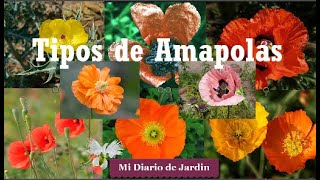 Tipos de Amapolas  mi diario de jardin [upl. by Myk298]