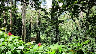 Visiting Hoomaluhia Botanical Garden  Hiking at Manoa Falls Trail [upl. by Wendolyn]