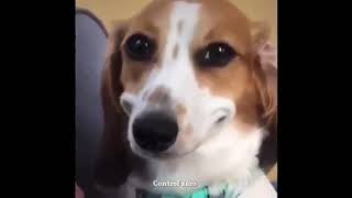 Dog Smiling Meme  Funny meme  True memer [upl. by Ibrahim]