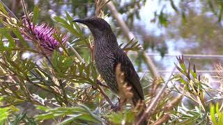 Little Wattlebird and Grevillea Dorothy Gordon [upl. by Azmah]