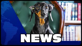 Dachshund Breaking News on Doxie Din Channel [upl. by Eerak]