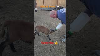 Husband feeds pet lamb  shorts short farming animals sheep goat lamb baby ram food cute [upl. by Yoreel808]