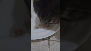 Bonbon and Duman eating treats asmrsounds cat cateat cutecat asmrcateating asmrcat [upl. by Sacttler]