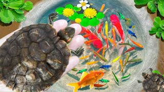 Amazing Catch Baby Diamond Turtle Unicorn Head Fish Pearlscale Goldfish Striped Horse Fish [upl. by Einnaj210]