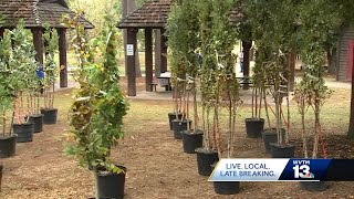 Homewood celebrates annual tree giveaway event Saturday [upl. by Faus944]