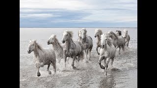 National Geographic Documentary  Horses  Amazing Story about this wonderful creature [upl. by Llezo]