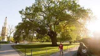 The Great Elm Tree [upl. by Paddie]