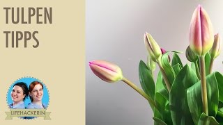 Richtige Tulpen Pflege I Tulpen Tipps [upl. by Imogen]