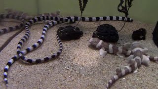 イヌザメの幼魚とシマウミヘビ （しながわ水族館）Baby Brownbanded Bamboo Shark amp Harlequin Snake Eel [upl. by Oderf]