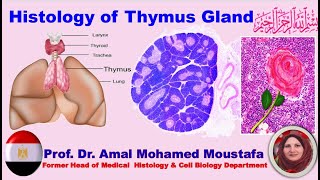 Histology of Thymus Gland prof Dr Amal Mohamed Moustafa [upl. by Nohshan]