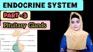 pituitary gland ✓😊❤  structure and function of pituitary gland  bscnursing trendingvideo [upl. by Renwick628]