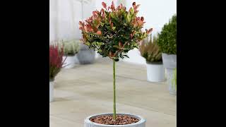 Photinia Little Red Robin indoor and outdoor plant [upl. by Hagai867]