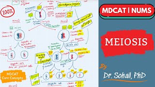 Meiosis  Comparison between Mitosis amp Meiosis  MDCAT  NUMS  NEET [upl. by Dnalrag240]