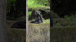 亞洲黑熊Asiatic Black BearTaipei Zoo [upl. by Melloney]