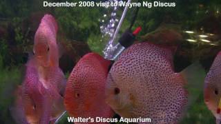 Wayne Ng discus Spotted varieties [upl. by Adnamma]