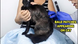 Why Does My Cat Have Bald Patches [upl. by Siskind]