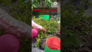 गार्डनिआ plant रिपोटिंगgardenia plant careshortviedoprakritis kittchen gardengardeniapruning [upl. by Carrnan]