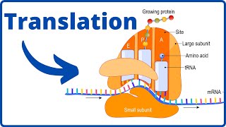 What happens during translation Biology [upl. by Eninnaej]