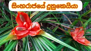 සිංහරාජ වන අඩවියේ දුනුකෙයියා  Climbing Pandanus [upl. by Cyrillus]