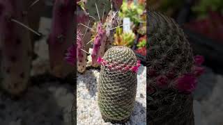 Spectacular arrangement of Blooming and Colorful Cacti 🏜️☀️🌵 [upl. by Alag]