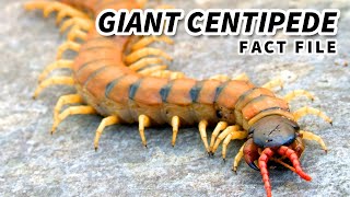 Giant Centipede the LARGEST living CENTIPEDE  Animal Fact Files [upl. by Meade]