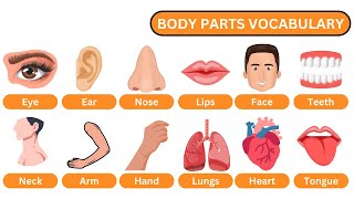 Parts of the Human Body  Learn Parts of Body  Human Body Parts  Body Parts in English youtube [upl. by Remliw]