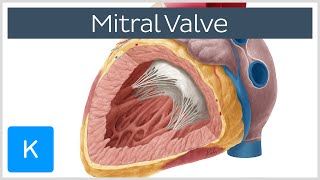 Mitral Valve  Anatomy Function amp Area  Human Anatomy  Kenhub [upl. by Peednus]