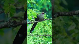 Green billed malkoha [upl. by Dar50]