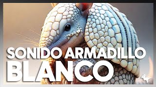 ¿Sabías que el Armadillo Blanco Hace Este Sonido ¡Descúbrelo [upl. by Lapo]