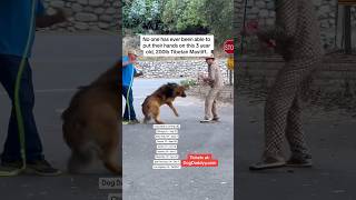 Dog Trainers Are Scared Of This Dog Dog Daddy Gets Called [upl. by Analim557]