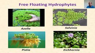 Hydrophytes  Concept and Types [upl. by Aeslehc]