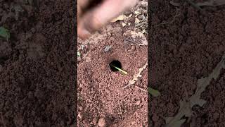 So cool  Venomous ants chase cricket insect living in deep hole shorts [upl. by Bernardo]