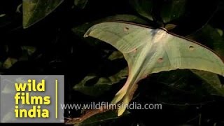 Indian Moon Moth or Indian Luna Moth [upl. by Rhines721]