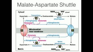 MalateAspartate Shuttle Mitochondrial NADH Transport [upl. by Curson]