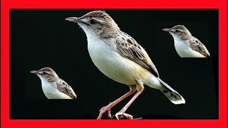 Zitting Cisticola Song Zitting Cisticola Call Sound Chirp  Buitrón Canto  Cisticola Juncidis [upl. by Labanna]