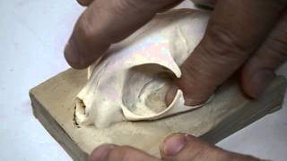 Molding An African Wildcat Skull Part 3 [upl. by Higgins]