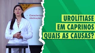 Doenças de caprinos urolitíase [upl. by Menides288]