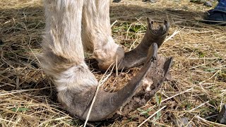 Rescue Donkey with Overgrown Hooves gets Pedicure Part 1 [upl. by Ahsyas840]