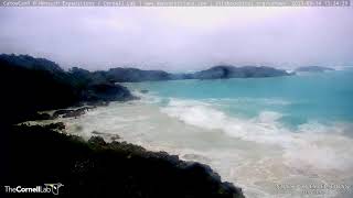 Nonsuch Expeditions  CahowCam3 Live Stream [upl. by Androw]