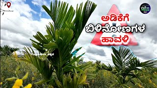 ಅಡಿಕೆಯಲ್ಲಿ ಬಿಲಿನೋಣ Whitefly management in Arecanut Sucking pest Pragyankrishi [upl. by Annawoj604]