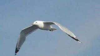 Seagull in flight followcam [upl. by Laen897]